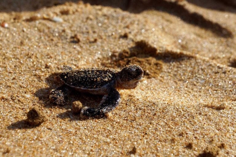 Rek Turtles 768x510