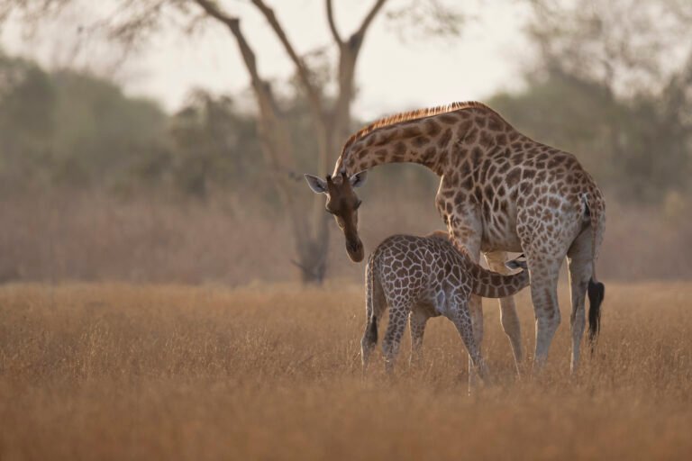 2 Kordofan giraffe mother and calf suckling in Zakouma NP c Michael Viljoen 768x512