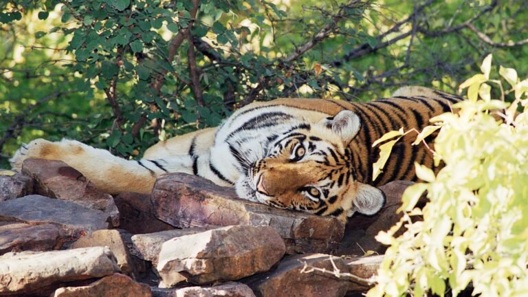 Sarai tiger 768x432