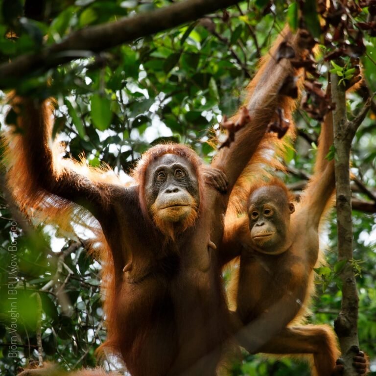 wow borneo 89710528 2621817181372094 7682294885801525248 n 768x768