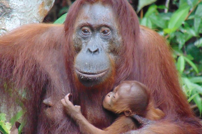 The Orangutan Foundation